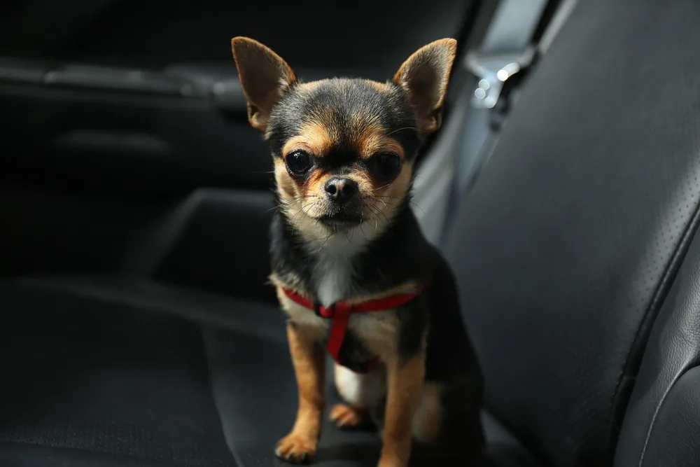 chihuahua sitting in a car