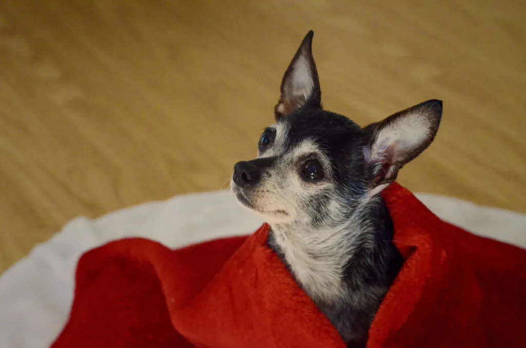 chihuahua wrapped in red blanket