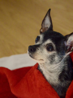 chihuahua wrapped in red blanket