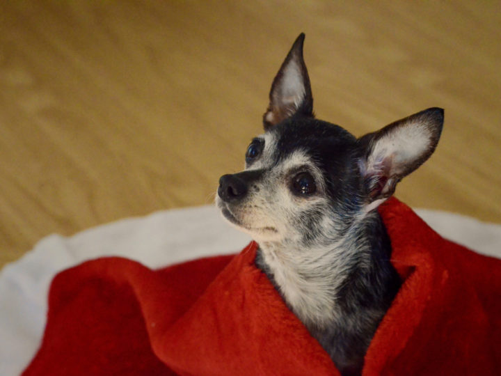 chihuahua wrapped in red blanket