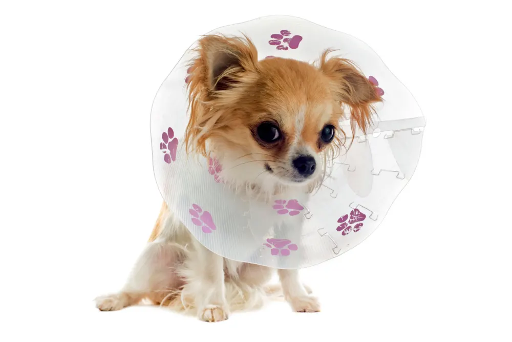 Cone for chihuahua sale