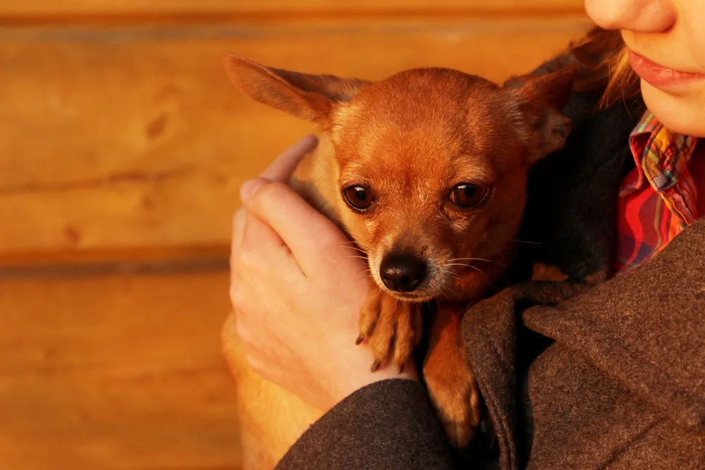Girl holding fawn chihuahua.
