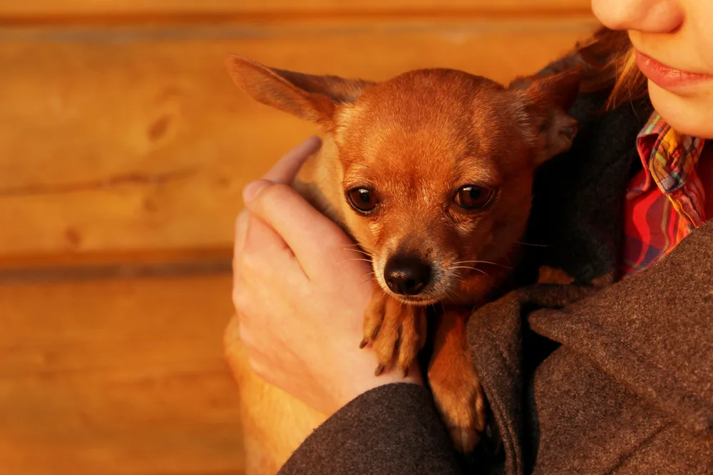 Female chihuahua for store adoption