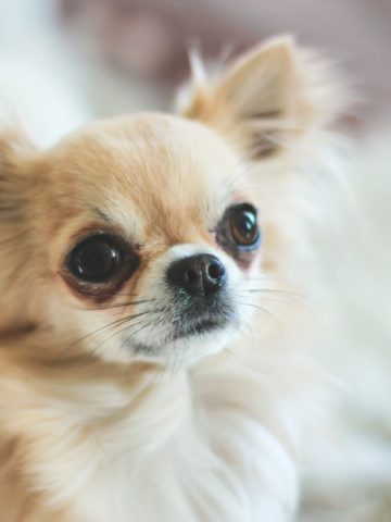 How Long Should You Walk Your Chihuahua? - I Love My Chi