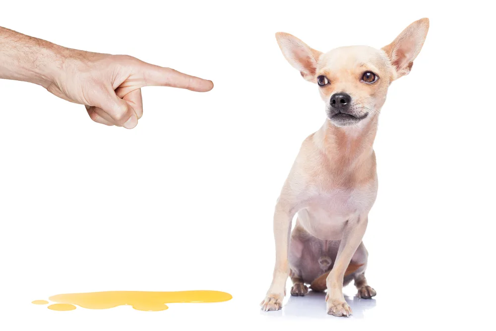 chihuahua dog being punished for urinate or pee at home by his owner, isolated on white background