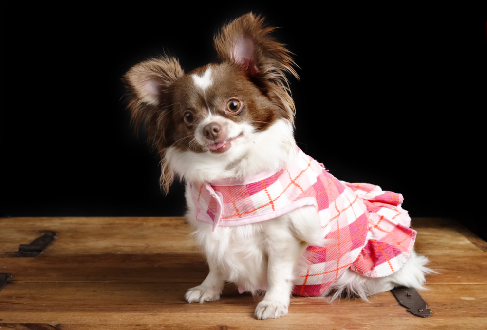 happy chihuahua in dress