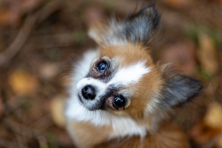 tri-color long hair chihuahua looking up