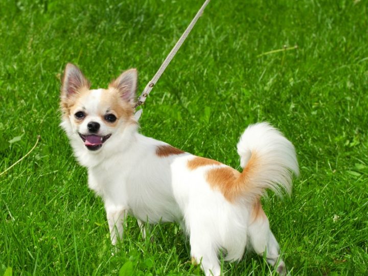 white and tan chihuahua on leash in grass