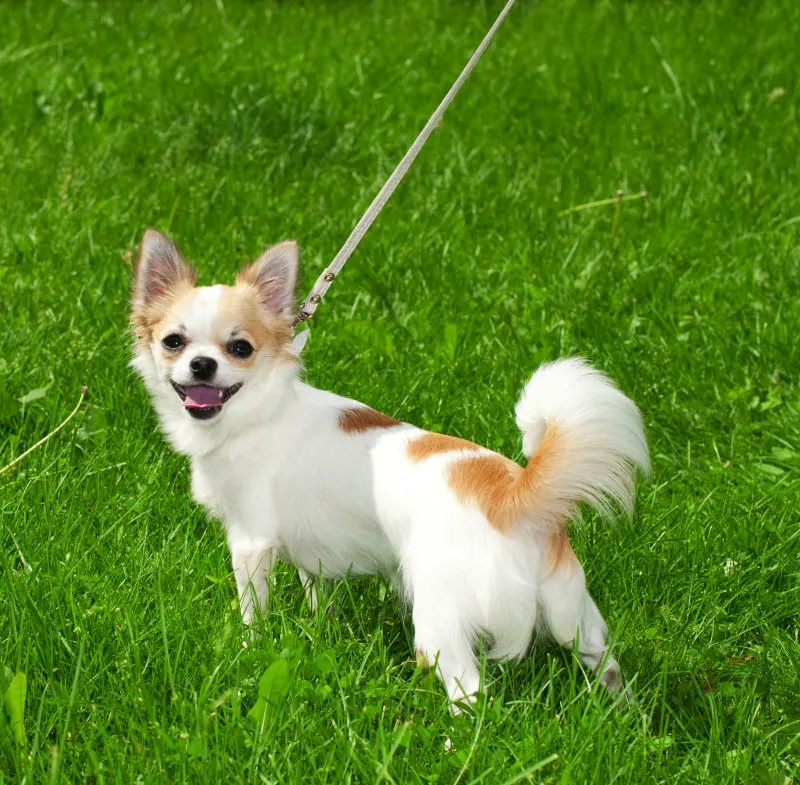 Chihuahua leash hotsell