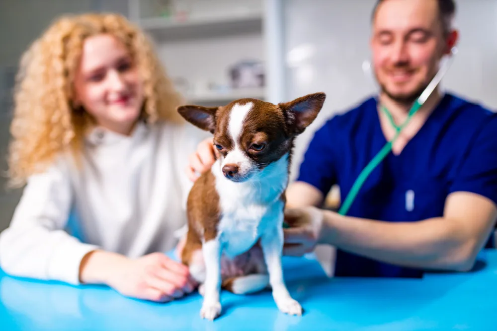 Woman and male veterinarian checking brown and white chihuahua.