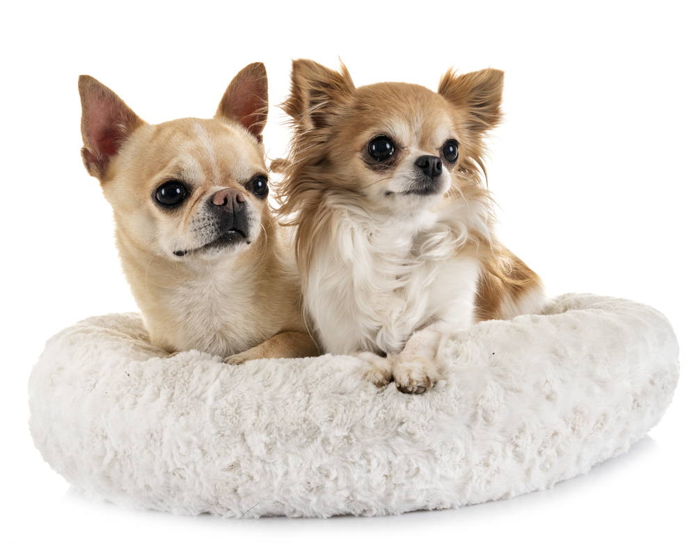 2 chihuahuas in dog bed