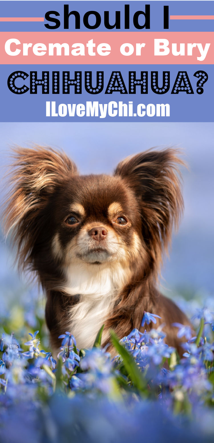 Should I Cremate Or Bury My Chihuahua? I Love My Chi