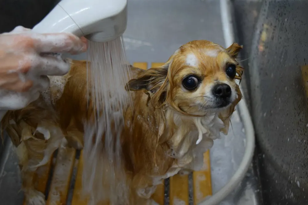 chihuahua getting a bath