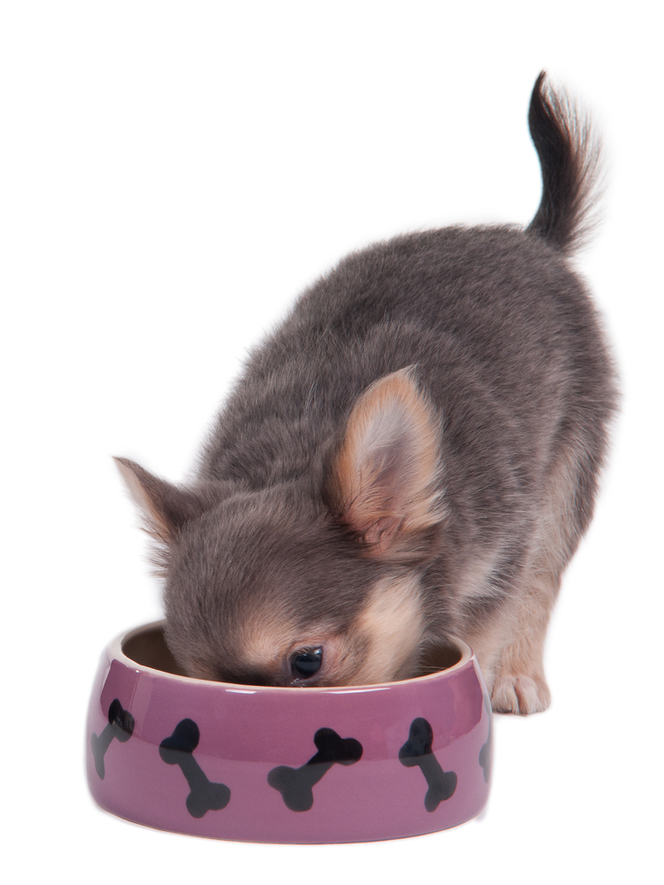 Chihuahua puppy eating from pink ceramic dog bowl