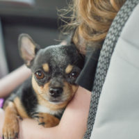 chihuahua sitting in lap of girl in car