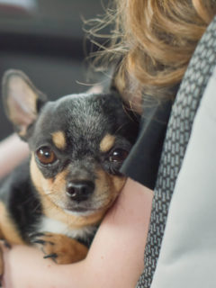 chihuahua sitting in lap of girl in car