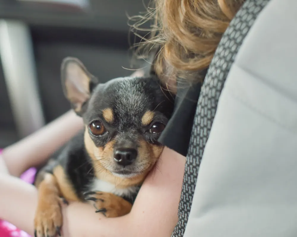 chihuahua sitting in lap of girl in car 