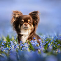 chocolate chihuahua sitting in field of blue flowers