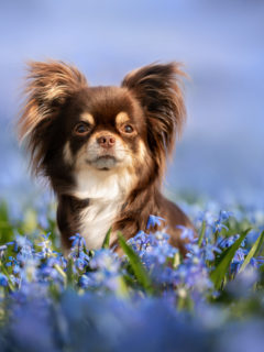 chocolate chihuahua sitting in field of blue flowers