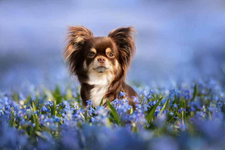 chocolate chihuahua sitting in field of blue flowers
