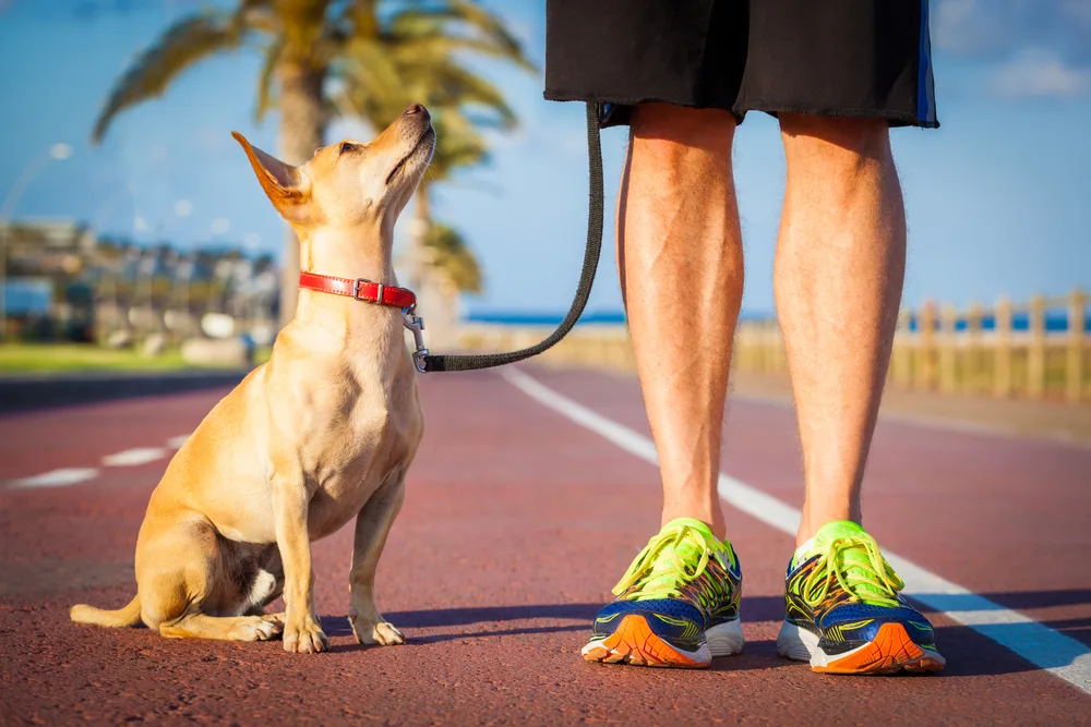 chihuahua dog on leash looking up at man in shorts