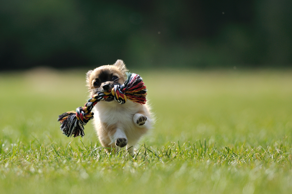 chihuahua running in grass with rope toy in mouth