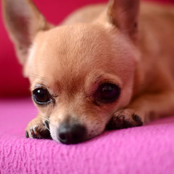 sad fawn chihuahua laying down pink background 