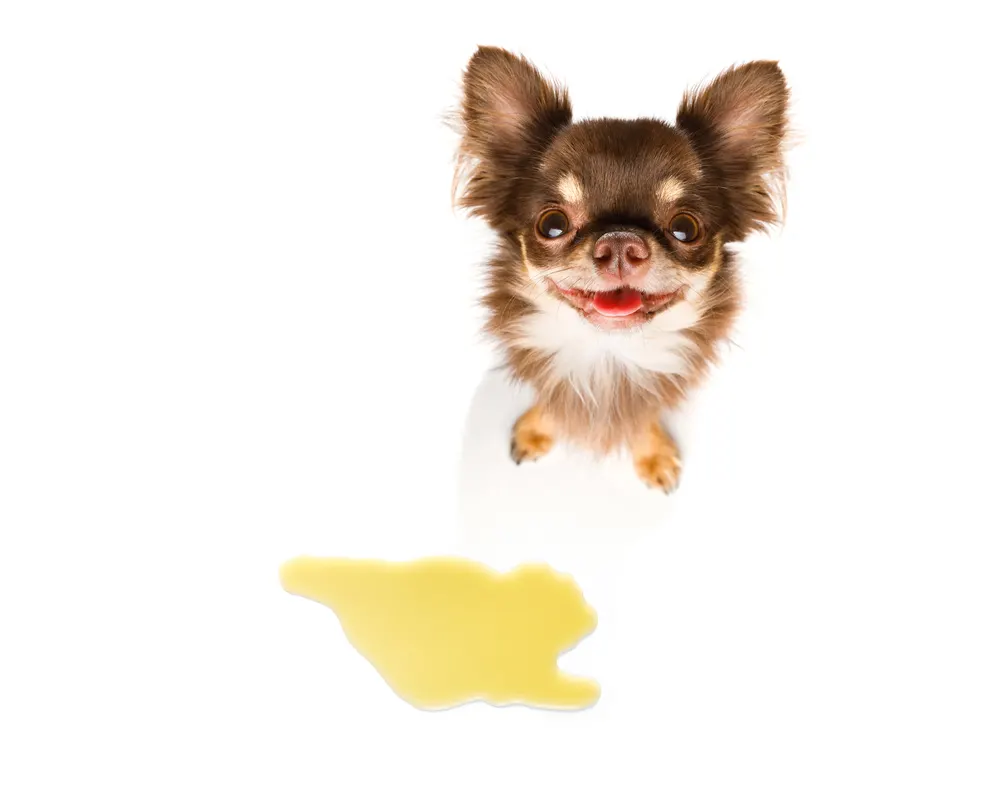 smiling chihuahua sitting next to puddle of pee
