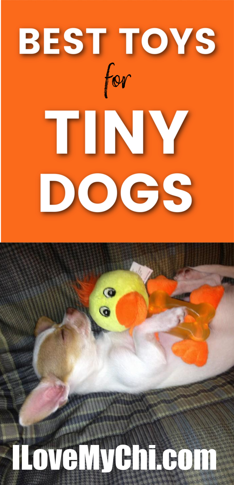 Best Toys for Tiny Dogs I Love My Chi