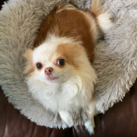 long hair white and tan chihuahua looking up in donut dog bed