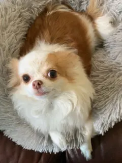 long hair white and tan chihuahua looking up in donut dog bed