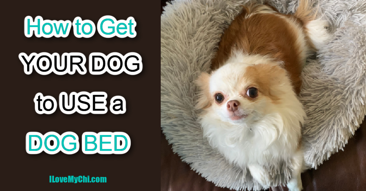 How to get a dog 2025 to use a new bed