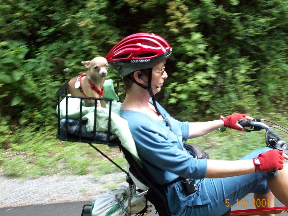 woman riding a bike with chihuahua in basket behind her