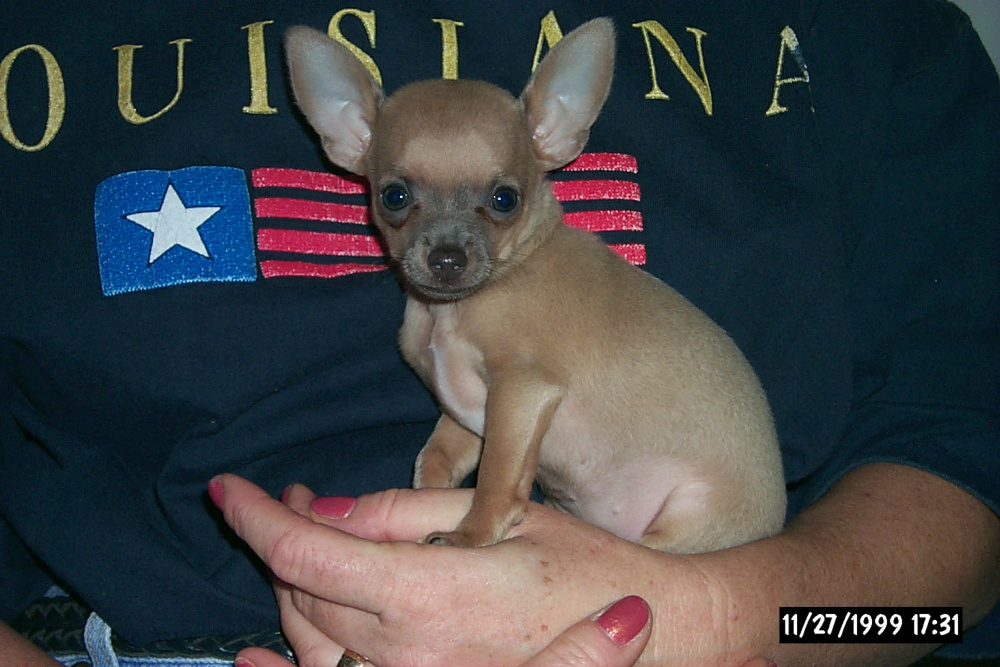 small fawn chihuahua puppy
