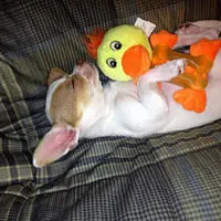 chihuahua asleep with toy