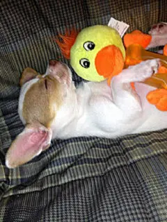 chihuahua asleep with toy