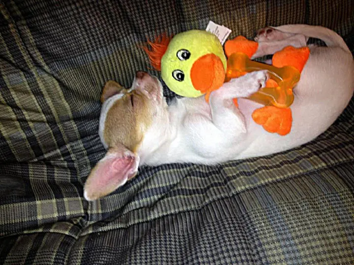 Chihuahua asleep with toy.
