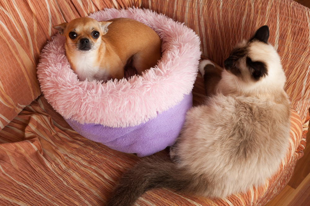 chihuahua in dog bed with cat beside it