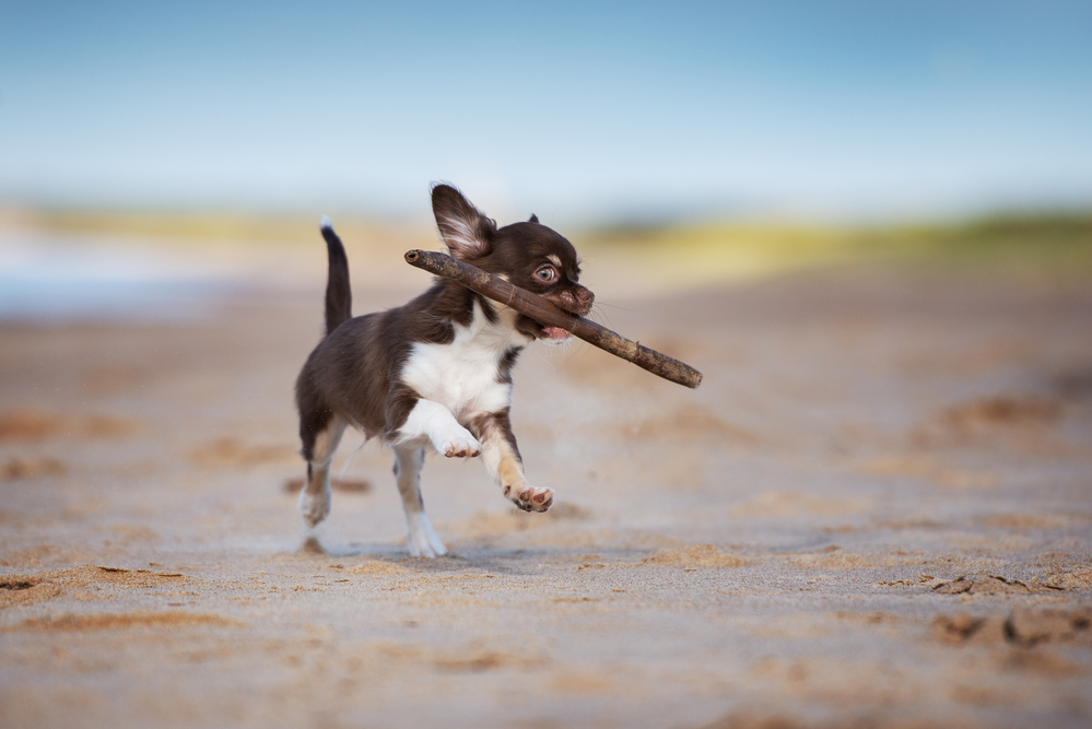 chihuahua puppy with stick in mouth running on beach