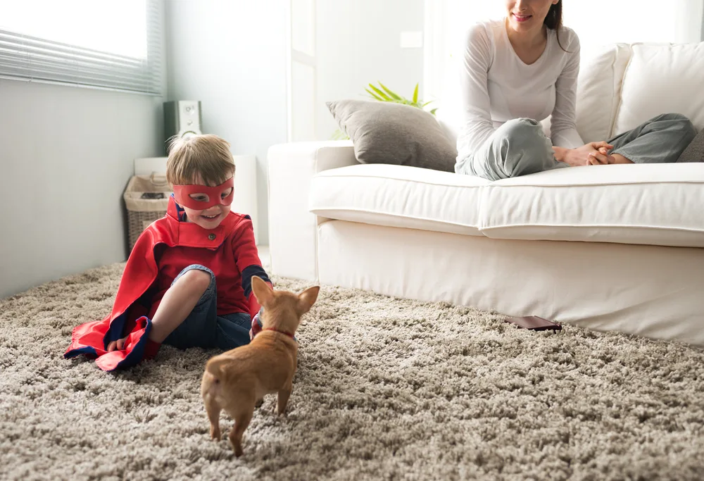 little boy in costume playing with chihuahua puppy mom on couch