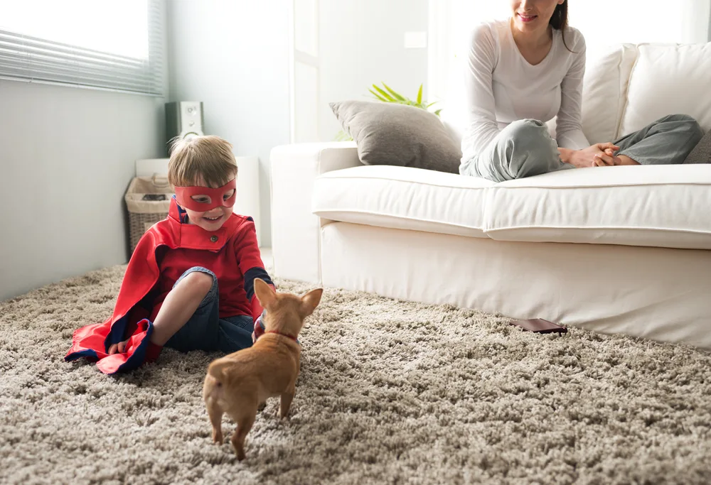 Little boy in costume playing with chihuahua puppy mom on couch.