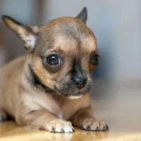 red sable chihuahua puppy laying down