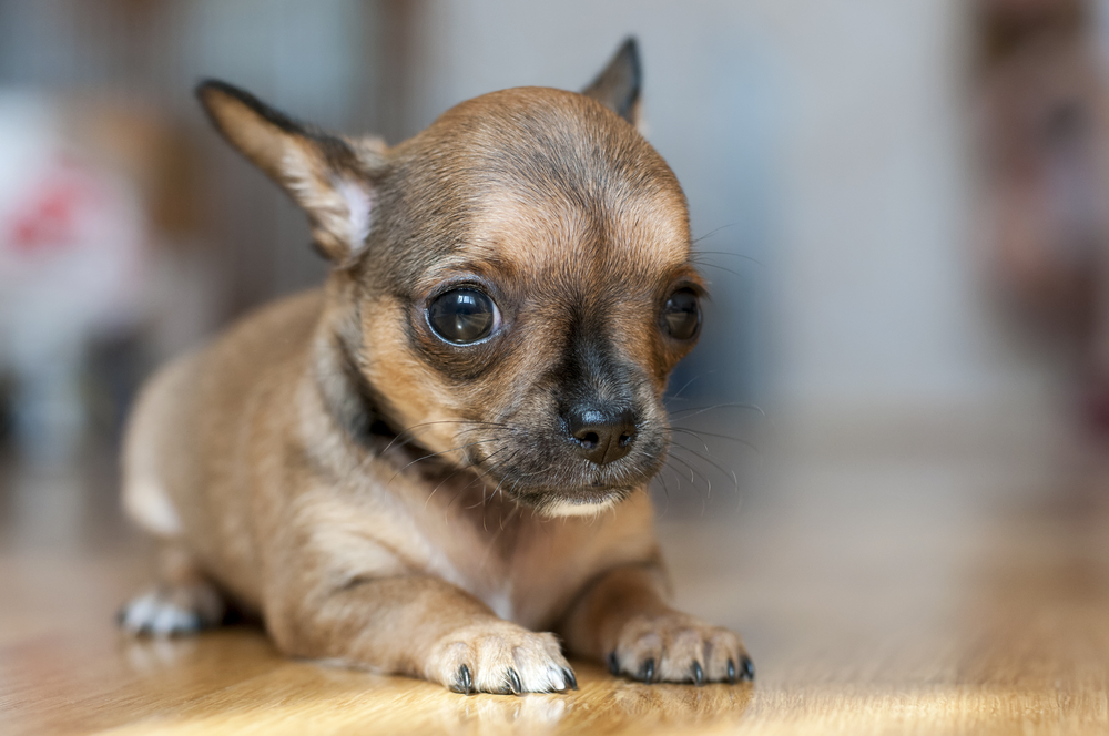 red sable chihuahua puppy laying down