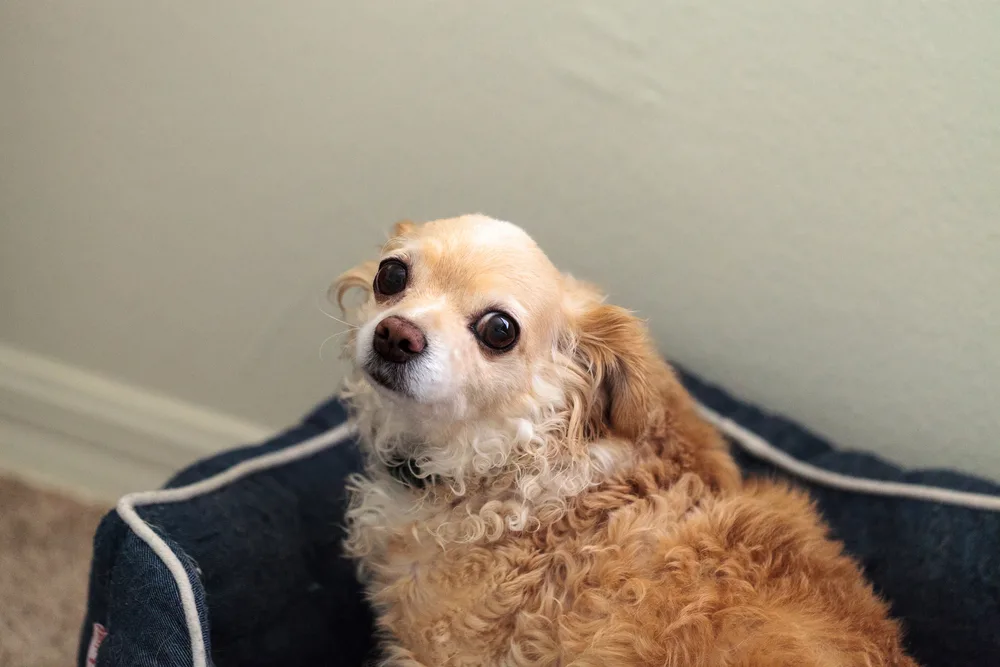 scared fawn chihuahua in dog bed