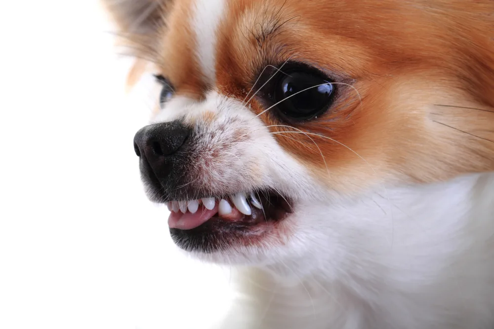 side view of snarling fawn and white chihuahua dog