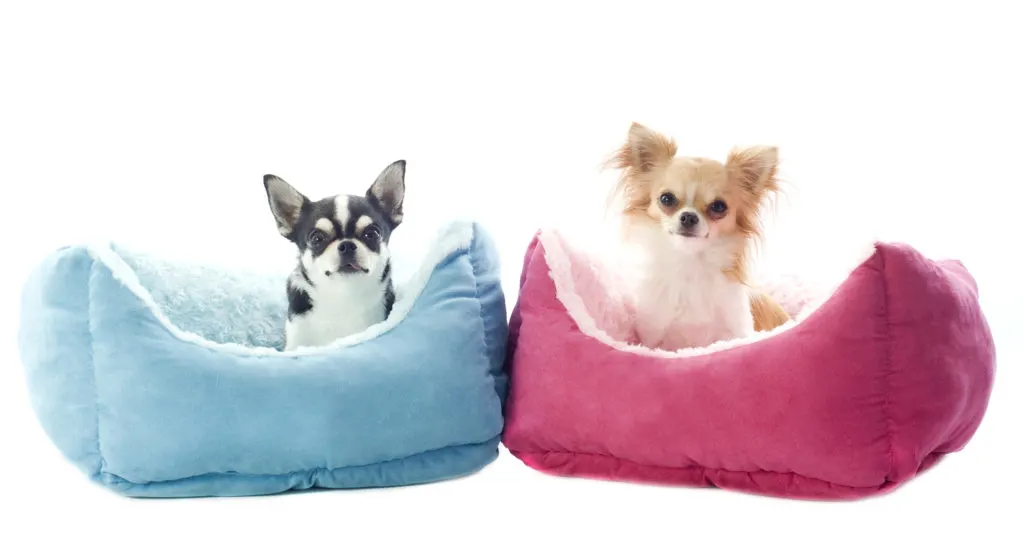 1 chihuahua in blue dog bed and another chihuahua in pink dog bed