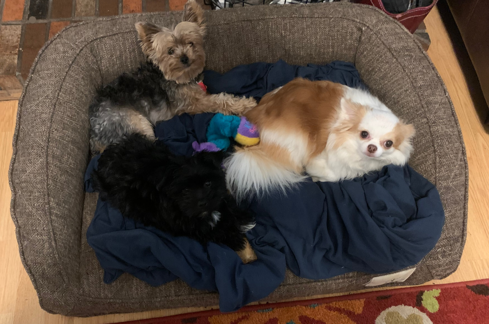 3 dogs in dog bed
