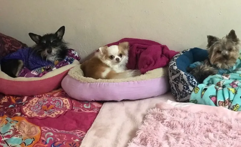 3 dogs in their beds