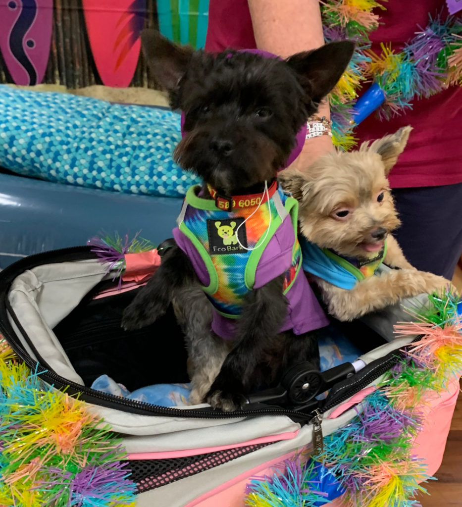 Black yorkie and traditional yorkie in decorated dog stroller