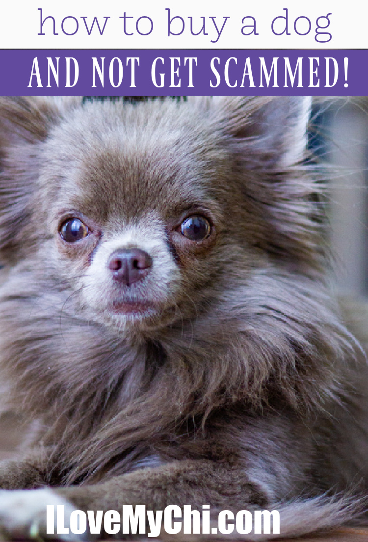 How to Buy A Dog Online Without Getting Scammed I Love My Chi